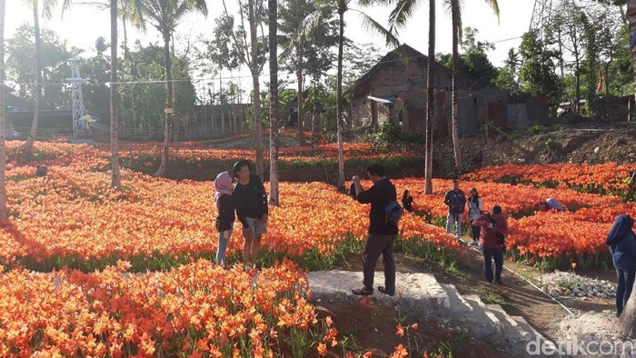 Asyiknya Berswafoto di Kebun Bunga Amarilis
