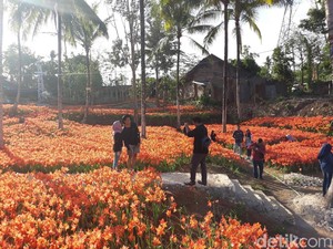 Asyiknya Berswafoto di Kebun Bunga Amarilis