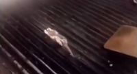 Viral! Restoran Burger Ini Tertangkap Memasak Tikus Lewat Video