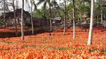 Foto: Kebun Bunga yang Paling Dicari Orang di Gunungkidul