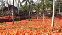 Keindahan hamparan bunga amarilis (Pradito Rida Pertana/detikTravel)