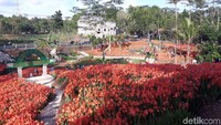 Sudah sekitar 3.000 pengunjung datang ke kebun ini (Pradito Rida Pertana/detikTravel)