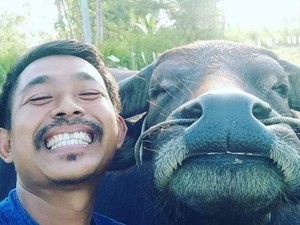 Viral Persahabatan Petani Thailand dan Kerbau yang Berakhir Manis