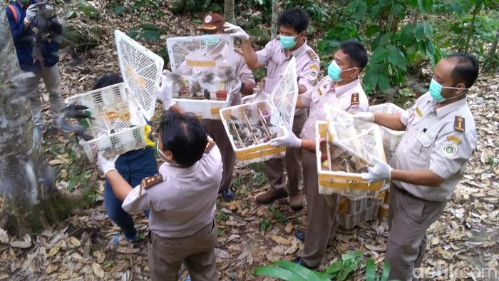 23++ Anak burung murai air terupdate