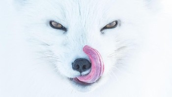 Arctic Fox karya Peter Mather dari Amerika Serikat. Foto: Peter Mather/Siena International Photo Awards 2018