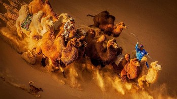 Camels in the Desert karya Weiguo Hu dari China. Foto: Weiguo Hu/Siena International Photo Awards 2018