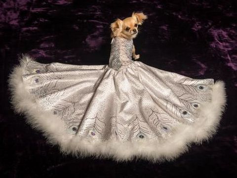 Lebih Mahal dari Gaun Pernikahanmu, Gaun untuk Anjing Ini Dijual Rp 745 Juta