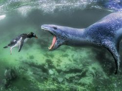 Warna-warni Juara Siena International Photo Awards 2018