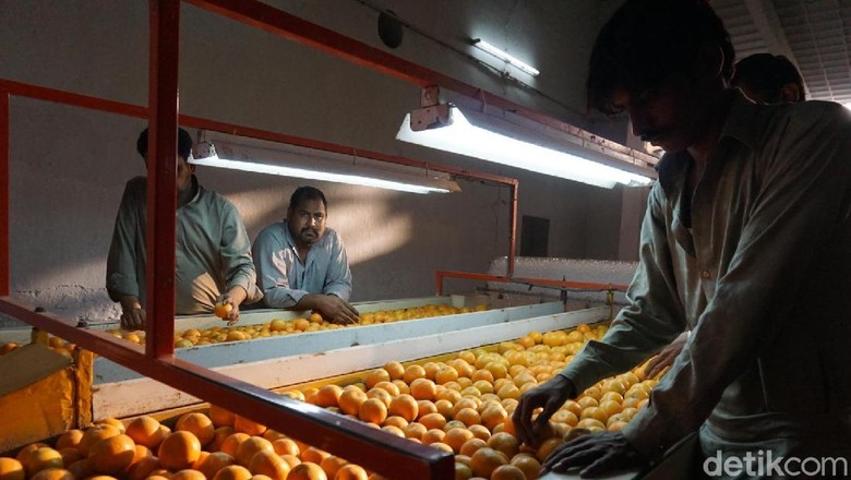 Melihat Eksportir Jeruk Kino di Pakistan Melihat Eksportir Jeruk Kino di Pakistan
