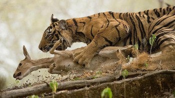 The Hunt karya Shivang Mehta dari India. Foto: Shivang Mehta/Siena International Photo Awards 2018