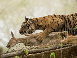 Warna-warni Juara Siena International Photo Awards 2018