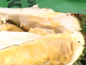 Perkenalkan! Durian Otak Udang Khas Sampit
