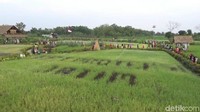 Di areal pertanian seluas 1 hektar yang sudah disulap menjadi areal wisata pertanian ini, Anda bisa belajar bertani sambil berwisata. (Eko Sudjarwo/detikTravel)