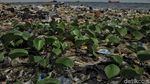Sampah Plastik Ancam Laut Jakarta