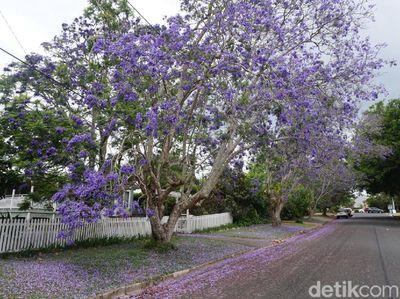 Foto: Si Ungu Cantik dari Australia