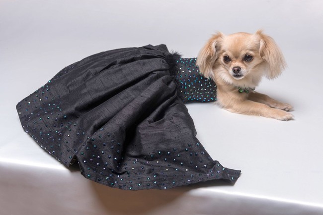 ‘Little back dress’ untuk anjing ini juga tak kalah indahnya. Gaun ini dijual dengan harga 475 Poundsterling atau sekitar Rp 8,85 juta. Foto: Dok. Furdrobe