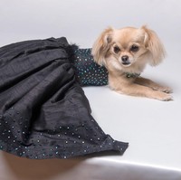‘Little back dress’ untuk anjing ini juga tak kalah indahnya. Gaun ini dijual dengan harga 475 Poundsterling atau sekitar Rp 8,85 juta. Foto: Dok. Furdrobe