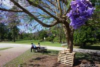 Jacaranda ini asli Amerika Selatan (Melisa/detikTravel)