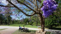 Bunga berwarna ungu ini tak hanya tumbuh di kota Gold Coast saja lho. Jacaranda juga ditanam di berbagai kota di Australia. Mulai dari Brisbane, Sydney, Perth, Adelaide dan masih banyak lagi. (Melisa/detikTravel)