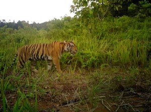 Harimau Muncul di Labuhan Batu Utara, BBKSDA Pasang Camera Trap