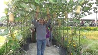 Di lokasi wisata Besur ini, kita bisa tahu berbagai jenis padi dan juga beragam jenis sayuran dan bunga, seperti bunga matahari. (Eko Sudjarwo/detikTravel)
