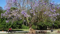 Meski populer di Australia, aslinya pohon Jacaranda berasal dari Amerika Selatan. Pohon ini ditanam untuk memercantik kawasan kota, sekaligus sebagai peneduh. (Melisa/detikTravel)