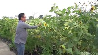 Pengunjung menikmati bunga di desa wisata. (Eko Sudjarwo/detikTravel)