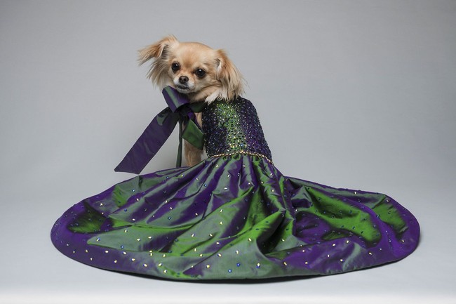 Furdrobe didirikan oleh seorang wanita bernama Rachelle Fawcett. Rachelle begitu serius membuat gaun untuk anjing, mulai dari pemilihan bahan hingga desainnya. Foto: Dok. Furdrobe