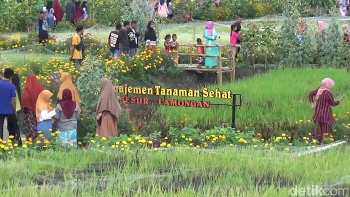 Desa Wisata Agro Pertanian Di Lamongan