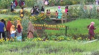 Sejak dibuka, wisata agro pertanian ini pun kian ramai dikunjungi warga dari berbagai daerah. Hari libur dan akhir pekan, wisata desa ini penuh. (Eko Sudjarwo/detikTravel)