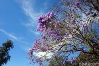 49 Lukisan Pemandangan Bunga  Sakura 