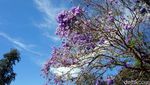 Foto: Si Ungu Cantik dari Australia