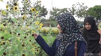 Yakin kamu nggak mau foto dengan bunga-bunga ini? (Eko Sudjarwo/detikTravel)