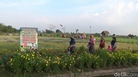 Wisata agro pertanian ini terletak di Desa Besur, Kecamatan Sekaran. (Eko Sudjarwo/detikTravel)