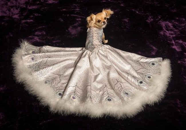 Furdrobe juga disebut-sebut membuat gaun anjing termahal di dunia yaitu Peacock Gown yang harganya mencapai Rp 742 juta. Gaun itu terbuat dari kain silk super premium dengan taburan 40.000 kristal Swarovski. Foto: Dok. Furdrobe