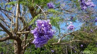 Keindahan Jacaranda turut diabadikan dalam salah satu lukisan paling terkenal Under the Jacaranda yang dilukis R Godfrey Rivers di tahun 1903. (Melisa/detikTravel)
