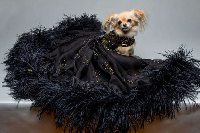 Furdrobe, sebuah brand baju couture khusus untuk anjing menyajikan desain ball gown yang mewah. Harganya mulai dari Rp 7,9 juta hingga Rp 742 juta. Foto: Dok. Furdrobe