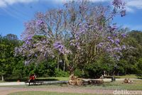 Pohon Jacaranda di Gold Coast (Melisa/detikTravel)