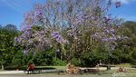 Foto: Si Ungu Cantik dari Australia