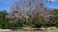 Waktu terbaik untuk melihat Australia berubah menjadi ungu adalah saat musim semi tiba, yaitu pada bulan September hingga November. (Melisa/detikTravel)