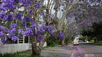 Kelopak daun bunga yang berjatuhan membuat suasana di sepanjang jalan menjadi lebih indah. Di Gold Coast, Jacaranda ditanam di dataran tinggi seperti di kawasan pedesaan Jimboomba dan kawasan Tambourine Mountain. (Melisa/detikTravel)