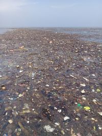 Miris Laut Sampah di Utara Jakarta