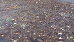 Tragis! Ini Penampakan Penyu Pulau Pari yang Mati Gegara Sampah
