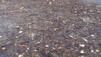 Foto di atas adalah penampakan sampah yang menutupi perairan sekitar Pulau Pari. (Imam, Suryadi, dan Boni/Warga RT01 RW04 Pulau Pari)