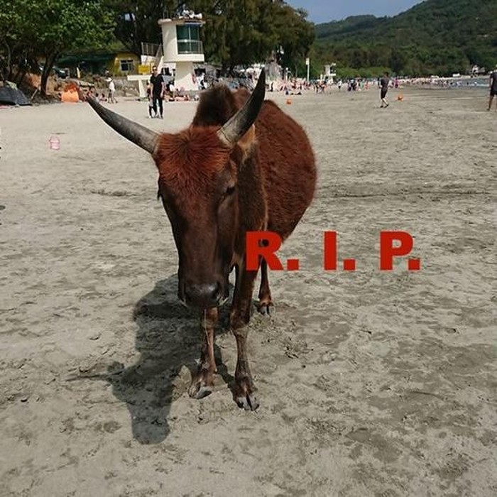 Sapi di Hong Kong Ditemukan Mati dengan Perut Penuh Plastik