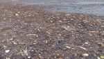 Tragis! Ini Penampakan Penyu Pulau Pari yang Mati Gegara Sampah