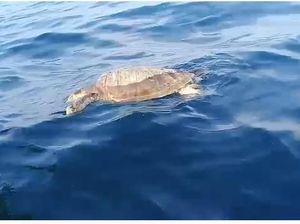 Miris Laut Sampah di Utara Jakarta