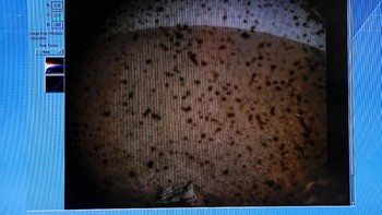 Ini adalah foto pertama yang dikirimkan oleh InSight begitu dipastikan mendarat dengan selama di pemukaan Mars. Foto: Reuters