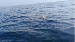 Tragis! Ini Penampakan Penyu Pulau Pari yang Mati Gegara Sampah