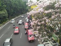 Pohon Tabebuya di Surabaya (Amir Baihaqi/detikTravel)